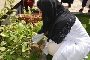 جامعة أم القرى الخضراء بحديقة كلية طب الأسنان