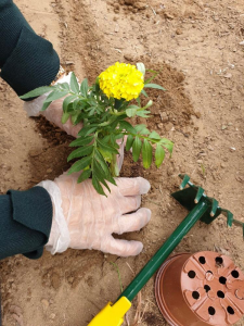 Deanship of Students Affairs Launches the Project of Planting Yards in the Female Student Campus